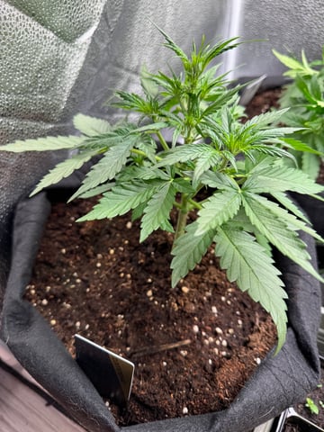 Pineapple Express F1 — flower, day 19