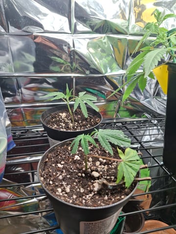 III — seedling_rooting, day 37