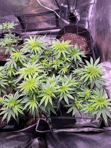 Blue Dream Feminized  — vegetative, day 93