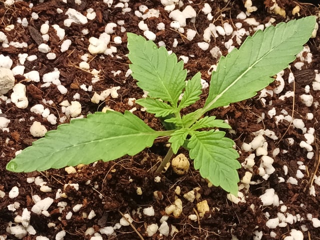 Last girls got kicked. — seedling_rooting, day 10