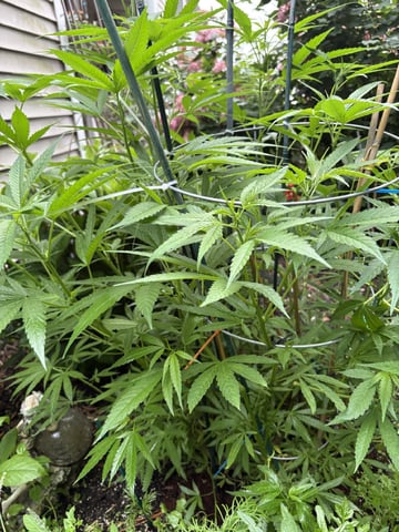 Grimm Glue 