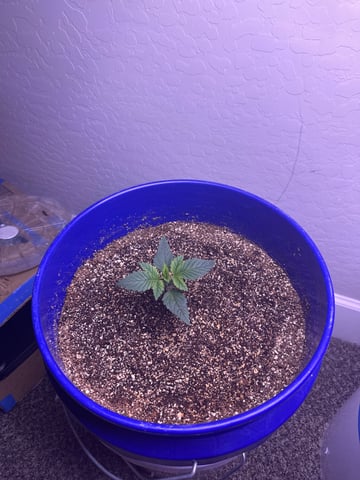 Grow#2 — seedling_rooting, day 5
