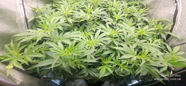 Foundational Legend — flower, day 134