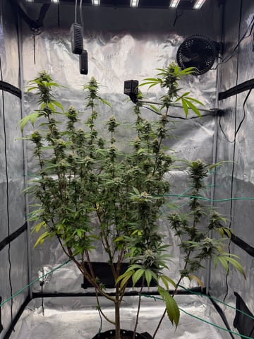  Apple fritter  Clones round two — flower, day 208