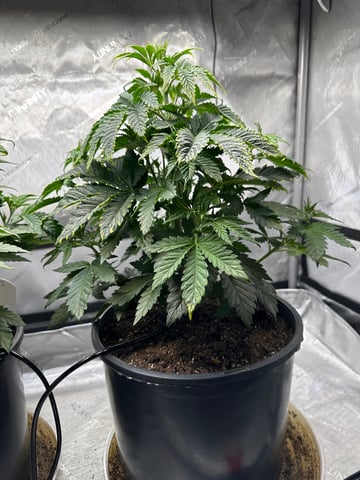White Russian — vegetative, day 31
