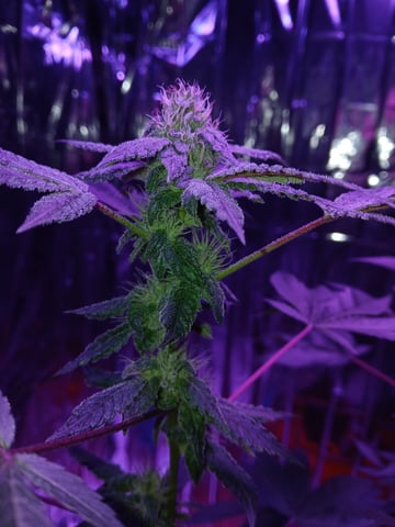 triangle kush  — flower, day 78