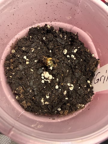 Grim Truffes — seedling_rooting, day 1
