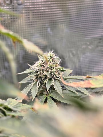 Northern lights #10 2nd plant (Selkies) — flower, day 85