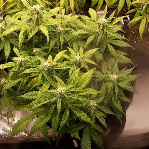 Next Attempt  — flower, day 57