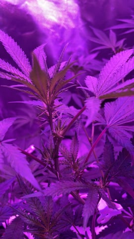 blueberry cupcake  — flower, day 74