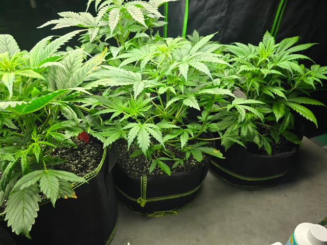 2nd Autoflower Indoor Grow — vegetative, day 30