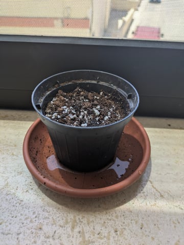 Di Luca — germination, day 4