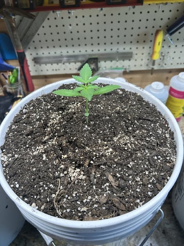 Season 2 — seedling_rooting, day 17