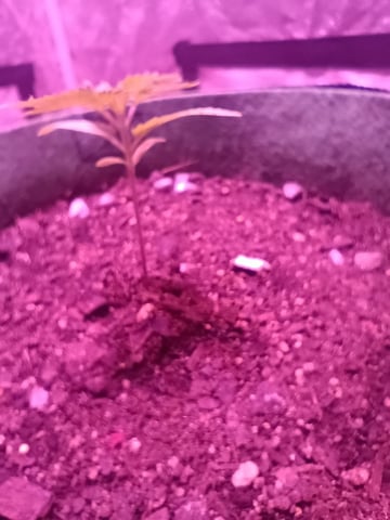 First autos  — seedling_rooting, day 15