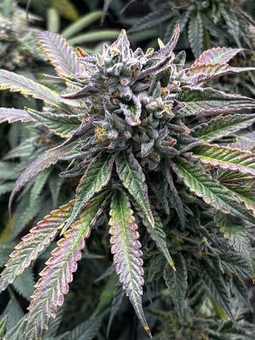 Pink Passion Fruit — flower, day 101