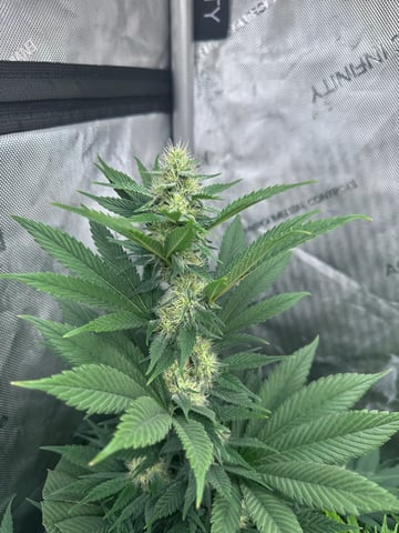 GrowRoom — flower, day 10