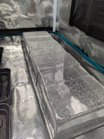 Esquejes — seedling_rooting, day 1