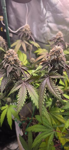 Looking for advice! — flower, day 90