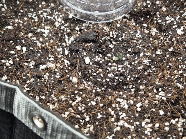Sundae Driver — grow_setup, day 10