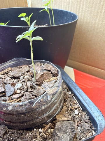 Bruce Banner ⛽️ — seedling_rooting, day 10