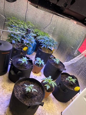 Gelly Mama and Sugar Tree — vegetative, day 78