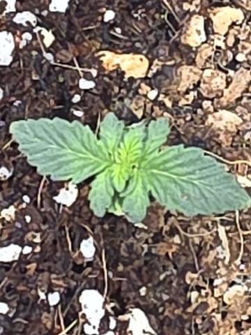 Gorilla Gas  — seedling_rooting, day 6