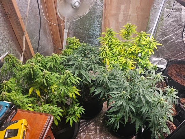 round 2 — flower, day 56