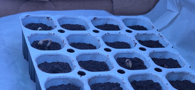 3x Strains — seedling_rooting, day 6