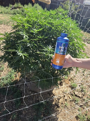 Outdoor 2026 — vegetative, day 2