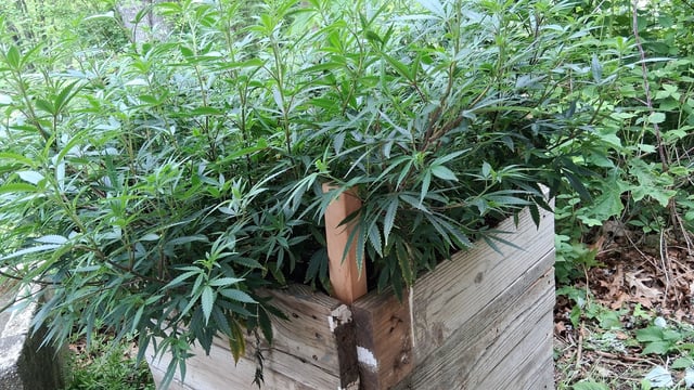 Here We Go Again 😎, This Should Be Good. 🤞👁️👁🤞 — vegetative, day 57