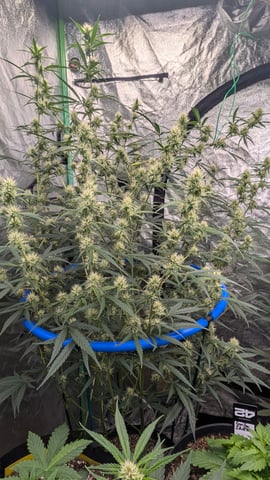 Mixed Grow — flower, day 62