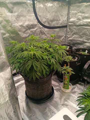 Master Kush — flower, day 53