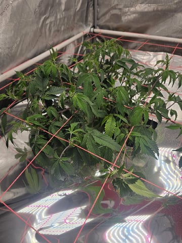 Dante's Inferno Rerun — vegetative, day 57