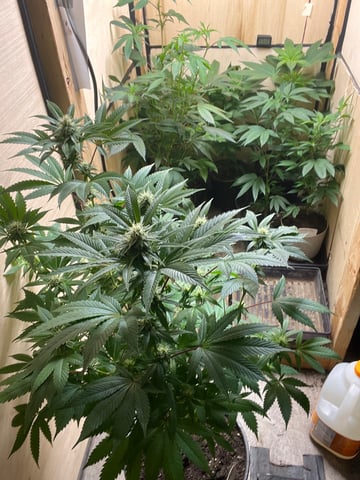 AK Clone — flower, day 94