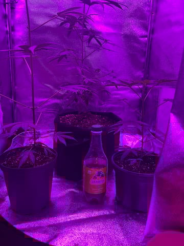 First attempt grow 😶‍🌫️ — vegetative, day 52
