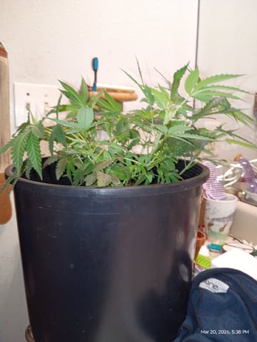 Georgia Pie Female Photo — vegetative, day 28