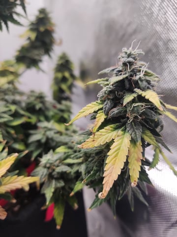 🍁Segunda Hornada — auto, day 3