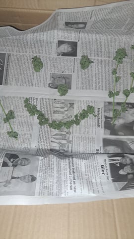 b1. — harvest, day 146