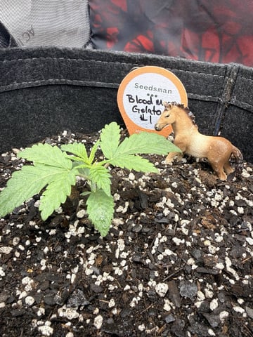 BloodMoon Gelato — vegetative, day 17