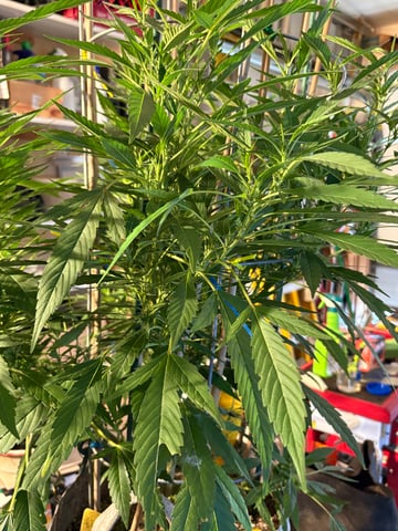 green crack (Cush) with a C — flower, day 37