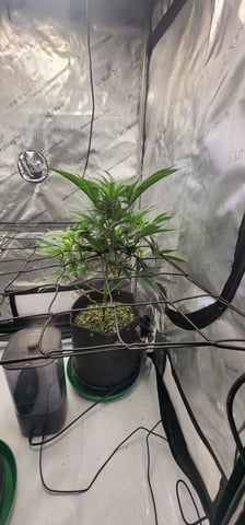 First clones (Dr nefario)  — flower, day 31