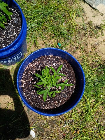 Six-Duece Autos — seedling_rooting, day 39