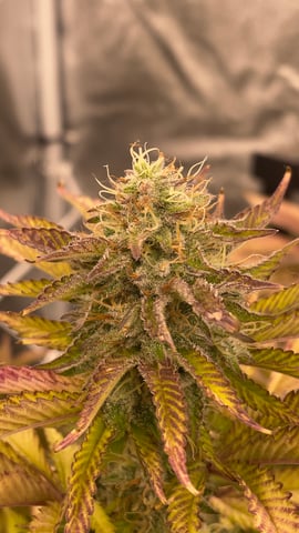 LSD feminized — flower, day 104