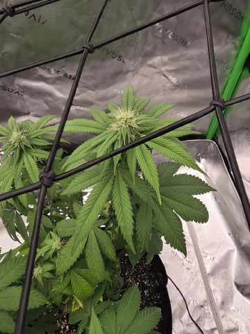 Summer 2026 Grow — flower, day 25