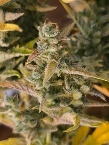 First Autoflower Indoor — harvest, day 47