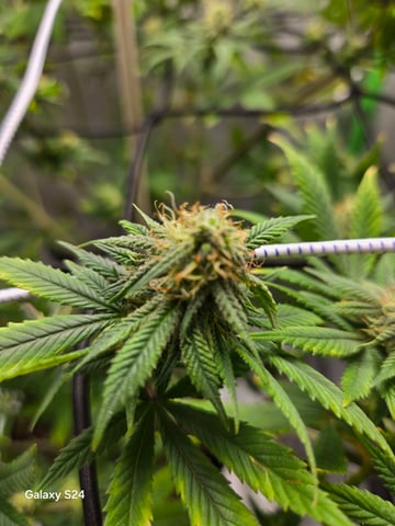 First Time — flower, day 67