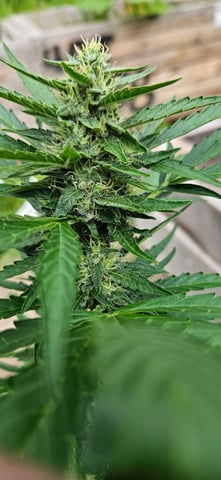 girl scout cookies (auto) — flower, day 64