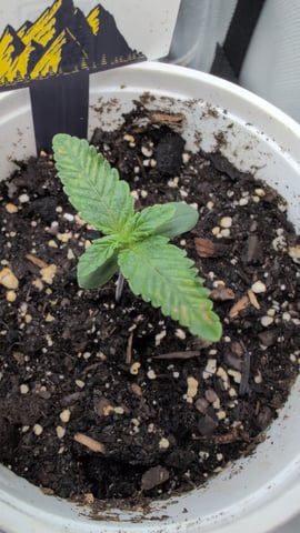 memphisto 3 bears OG, ethos high note r1 — seedling_rooting, day 10