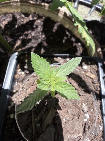 Bruce Banner ⛽️ — vegetative, day 14