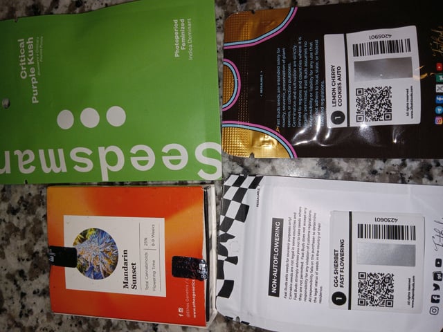 Blueberry critical kush x purple peyote wifi  and one L.a kush cake . — seedling_rooting, day 3